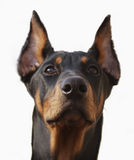 Doberman varias camadas