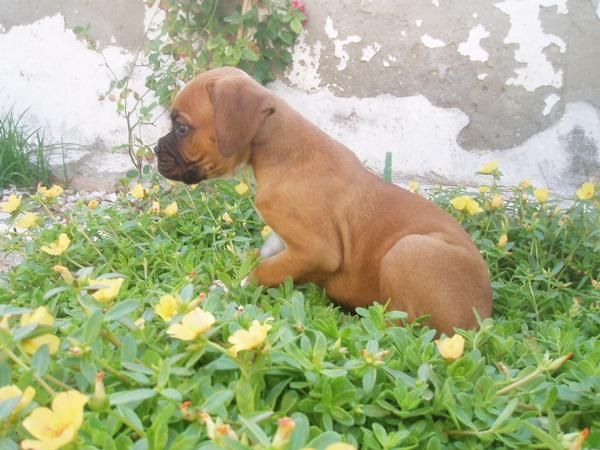 Espectaculares cachorros de boxer con pedigree, solo 250 euros cada.