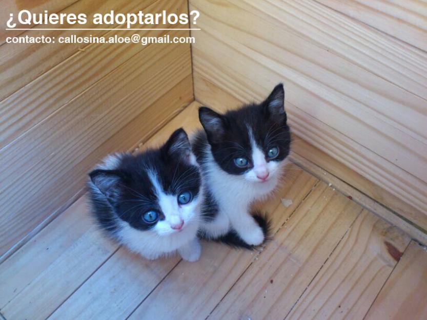 hermanitos vaquitas abadonados a su suerte