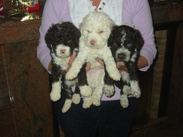 Perro de aguas,pedigree,color chocolate y blanco.