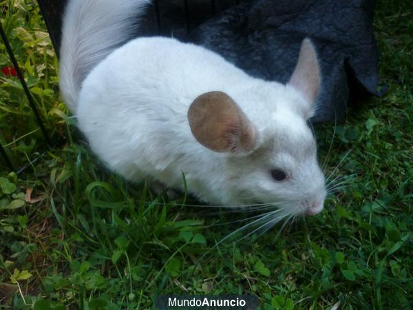 ultima chinchilla