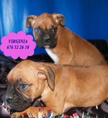 Boxer, cachorros de Pura Raza