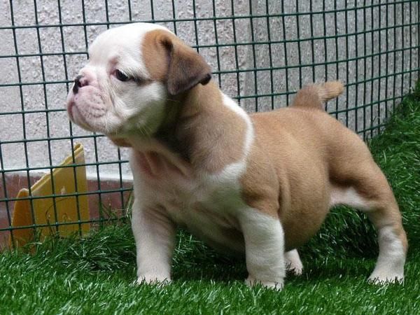 Cachorritas , de Bulldog Ingles