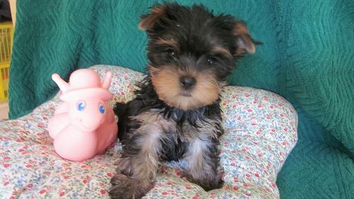 CACHORRITOS YORKSHIRE TERRIER