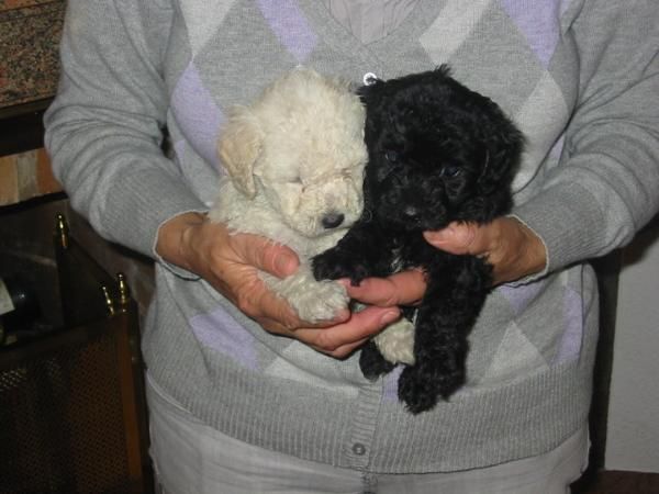 Caniche enano,hembra,color negro,pedigree.400 Eur.