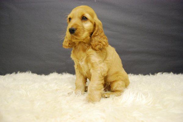 Cocker Spaniel ejemplares de raza y calidad