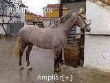 IMPRESIONANTE CABALLO ANDALUZ MUY BIEN DOMADO