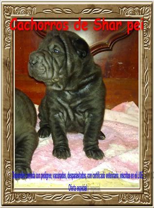 Oferta cachorros Shar pei de excelente pedigree