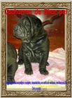 Oferta cachorros Shar pei de excelente pedigree - mejor precio | unprecio.es