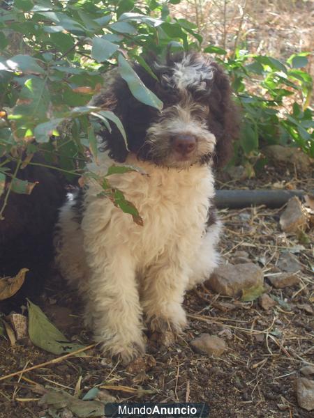 Perro de agua de Ubrique