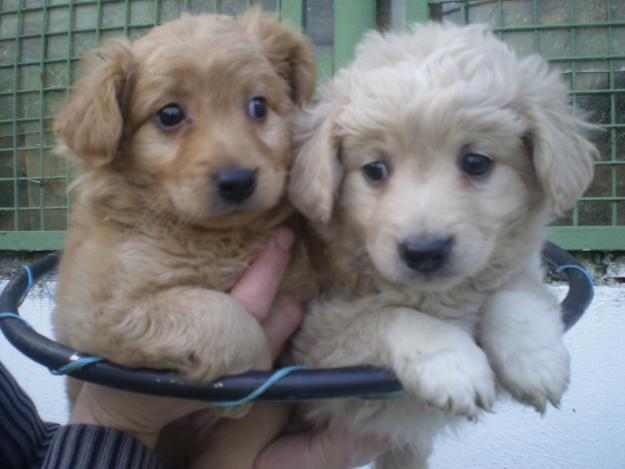 SE VENDE CACHORROS DE PASTOR VASCO