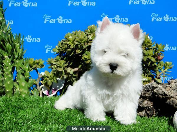 Westie alta calidad, garantia por escrito.Linea escocesa.