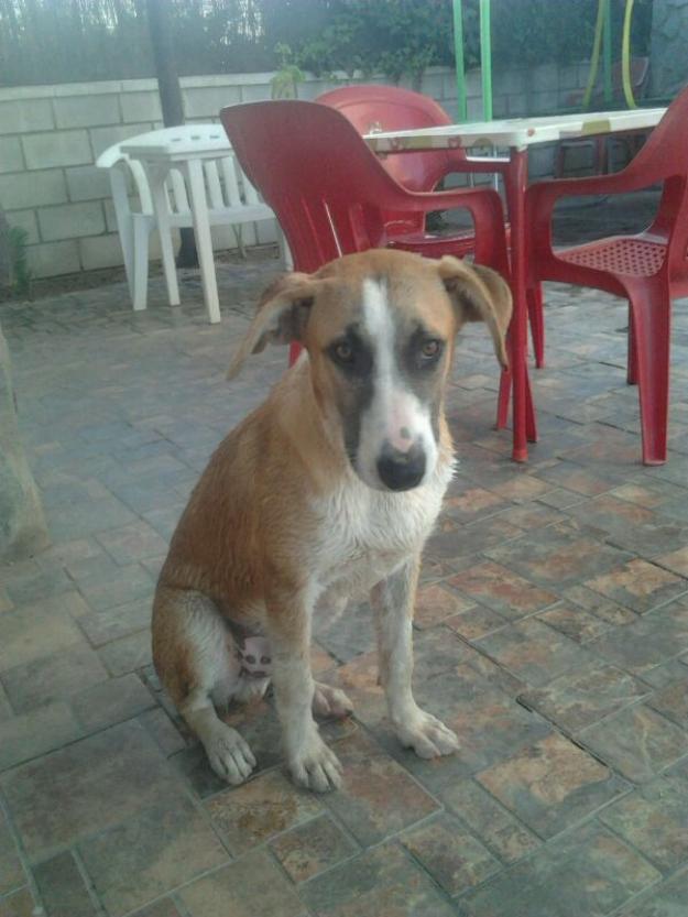 perro busca hogar Mastín mestizo