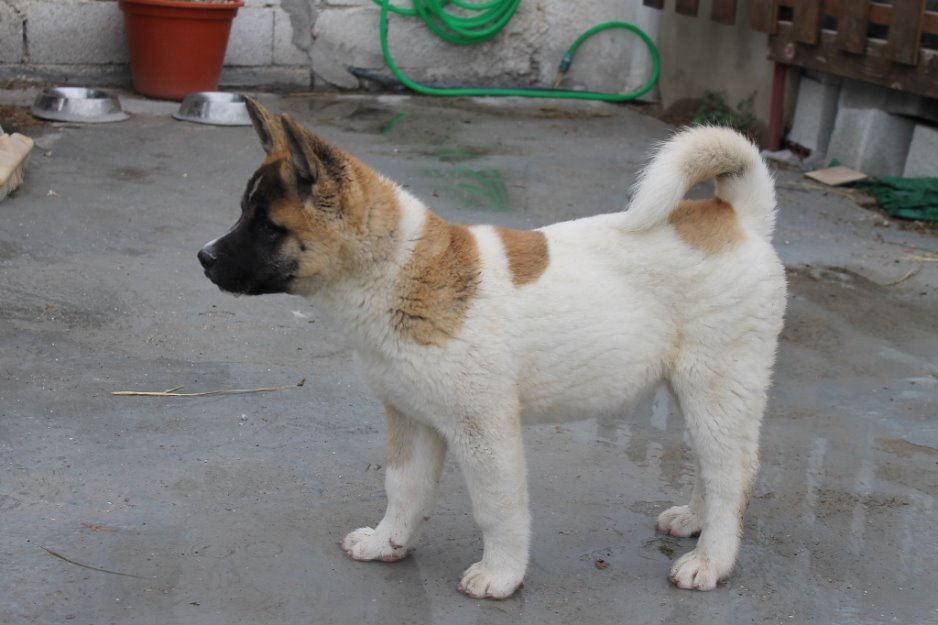 Akita Americano