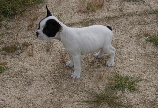 Bulldog frances cachorros de calidad, nacionales