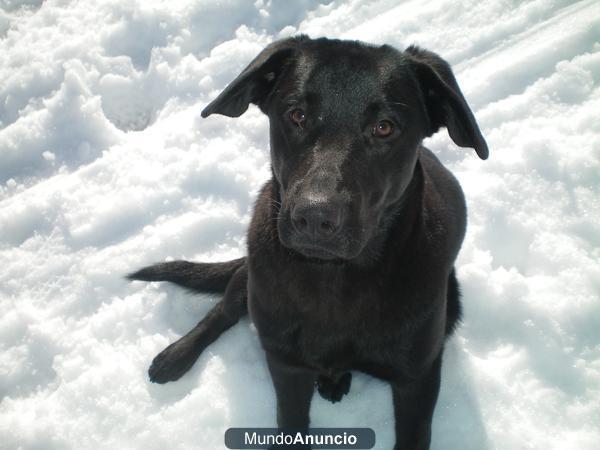 busco hogar soy dante labrador negro pura raza