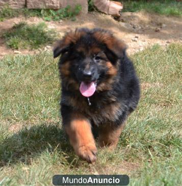 Espectacular cachorra pastor aleman pelo largo