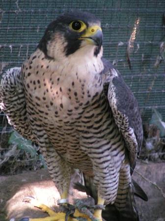 Falcons capacitados disponibles