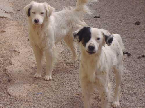 golden retriever cruce blanco