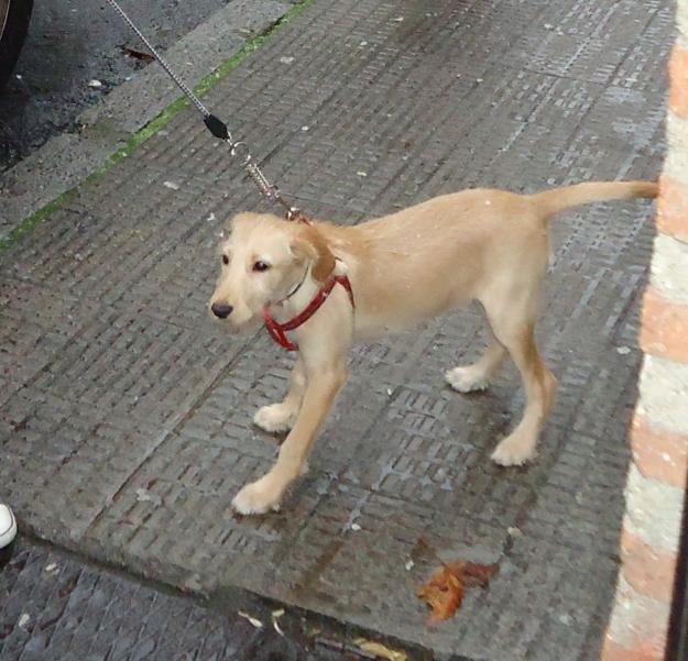 Se vende perrita