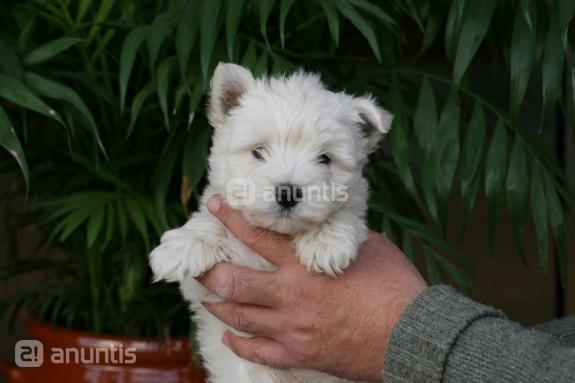 westys con pedigree nacionales