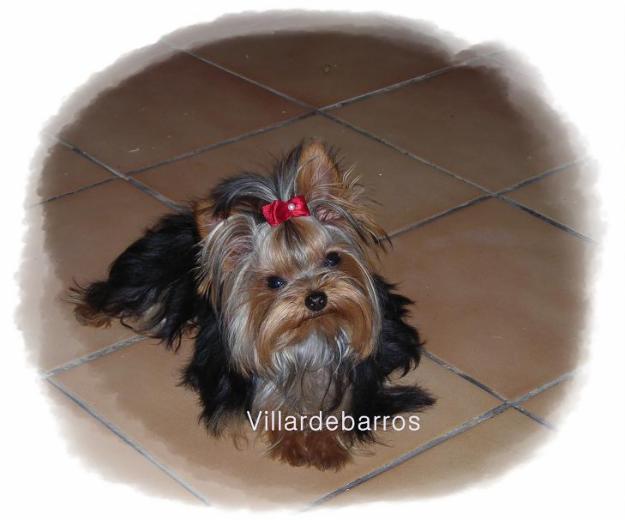 yorkshire terrier