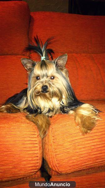 YORKSHIRE TERRIER