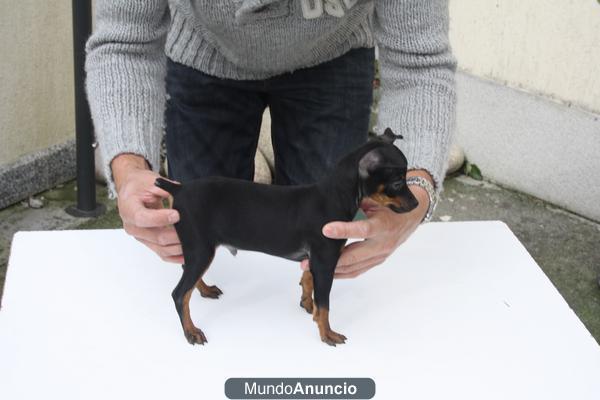 Cachorrito de Mini pinscher enano