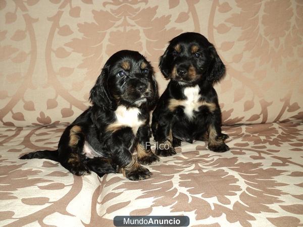 Cachorros Cocker spaniel ingles - vendo