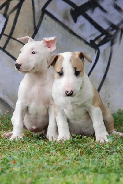 Cachorros de Bullterrier, economicos