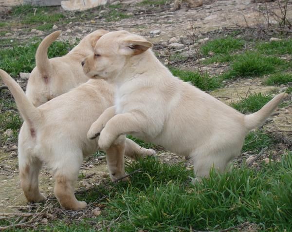 Cachorros de labrador