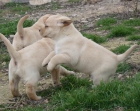 Cachorros de labrador - mejor precio | unprecio.es