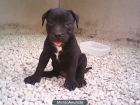 CACHORROS DE PITBULL AMERICAN STANFORD RED NOSE Y BLUE NOSE - mejor precio | unprecio.es