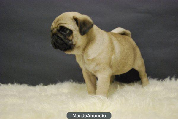 Disponible camada de Carlino Pug, primera calidad