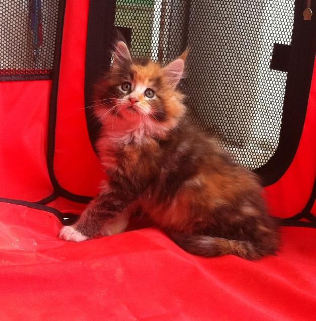 Maine Coon preciosa gatita en oferta