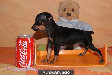 PINSCHER MINI 395€