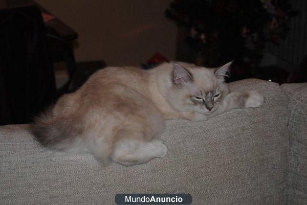 PRECIOSA GATITA RAGDOLL EN ADOPCION EN BARCELONA POR PROBLEMAS DE ALERGIA