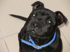 staffordshire bull terrier busca macho - mejor precio | unprecio.es