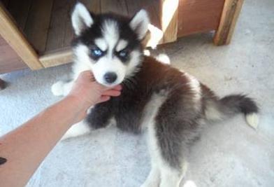 Tengo 6 cachorros husky siberiano