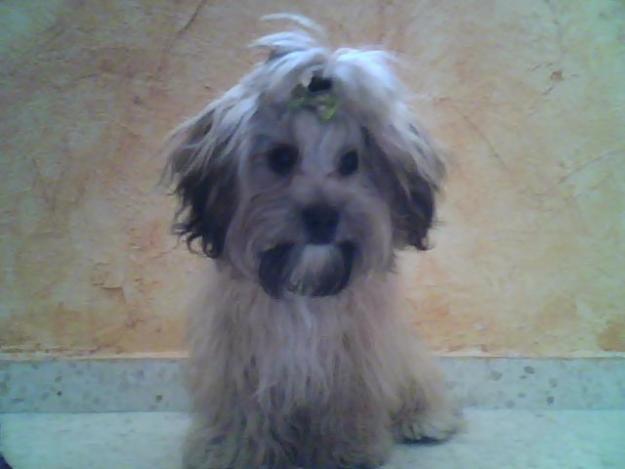 vendo lhasa apso por no poder atender?