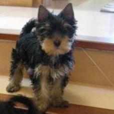 yorkshire terrier vendo buenos ejemplares