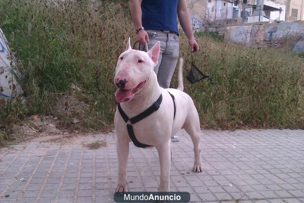 Bull terrier excelente para montas Buen pedigree