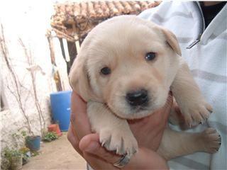 CACHORRO DE LABRADOR PURO MACHO