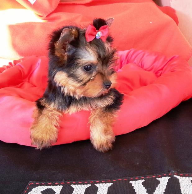 Cachorros Yorkshire Terrier de Silvecan