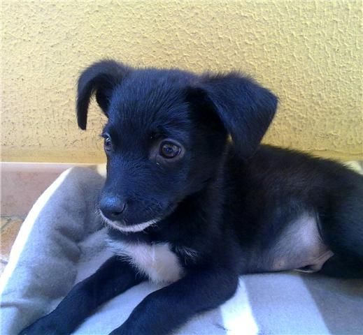 Friky, cachorro de 3 meses, rescatado de una perrera. NECESITA UN HOGAR- LE AYUDAS??