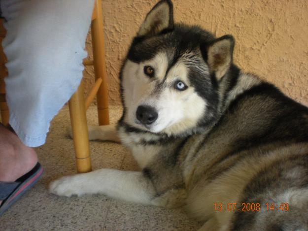 Husky-Alaskan Malamute busca hembra para monta --petrer-(alicante)