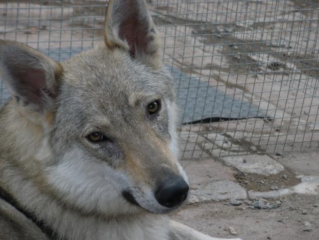 Perro lobo checoslovaco