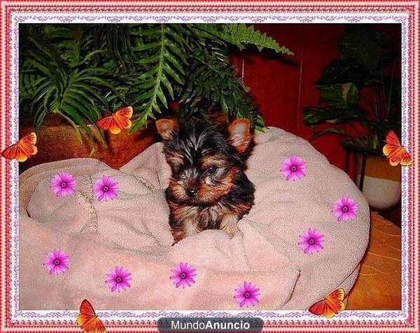 yorkshire terrier camadita en lerida