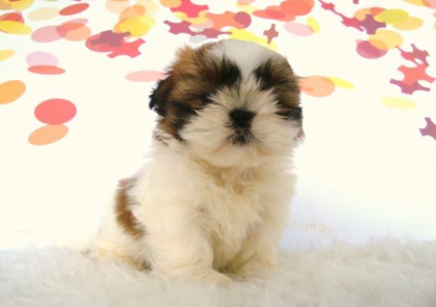 PEQUEÑITOS CACHORROS DE SHIH TZU,disponemos de machos y hembras en color canela y negro