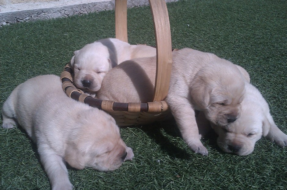 cachorritas de labrador doradas